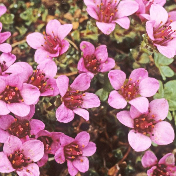 Saxifraga oppositifolia Svalbard E. Fremstad 1981 1